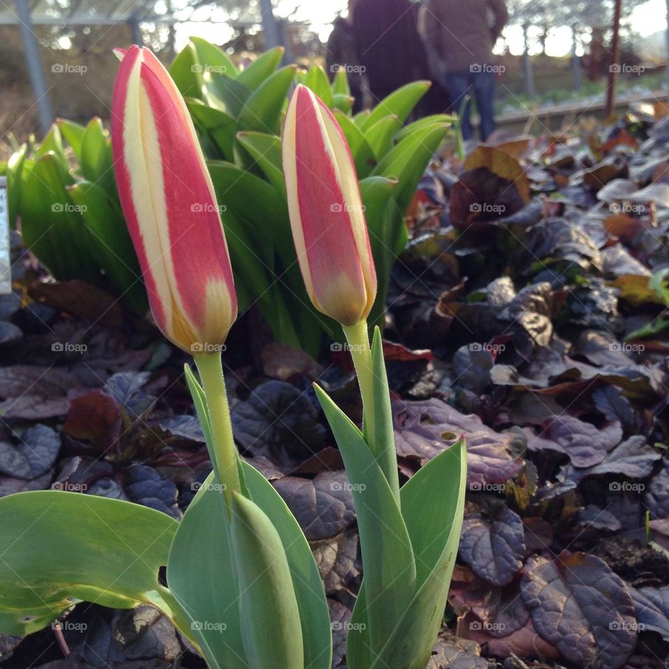 Tulips in Gothenburg botanical garden