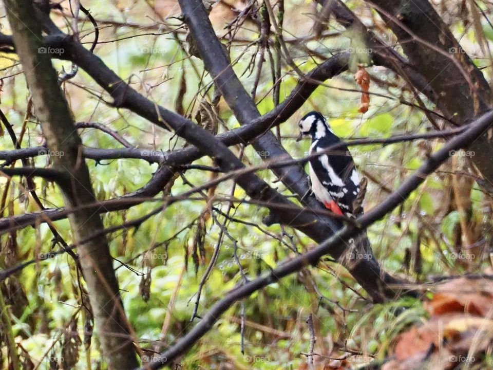 Woodpecker