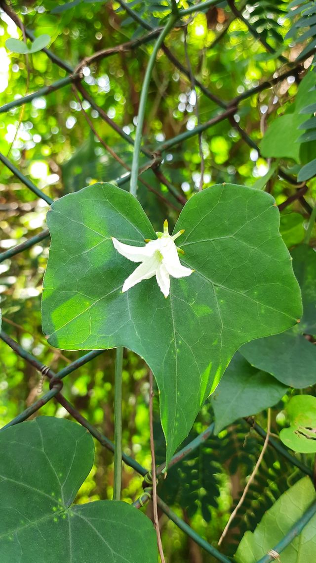 Portrait of Plant, Beautiful Flower, Natural picture