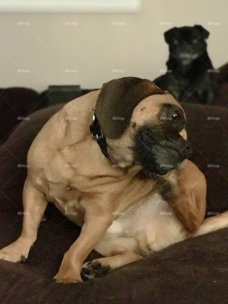 Puggle scratching