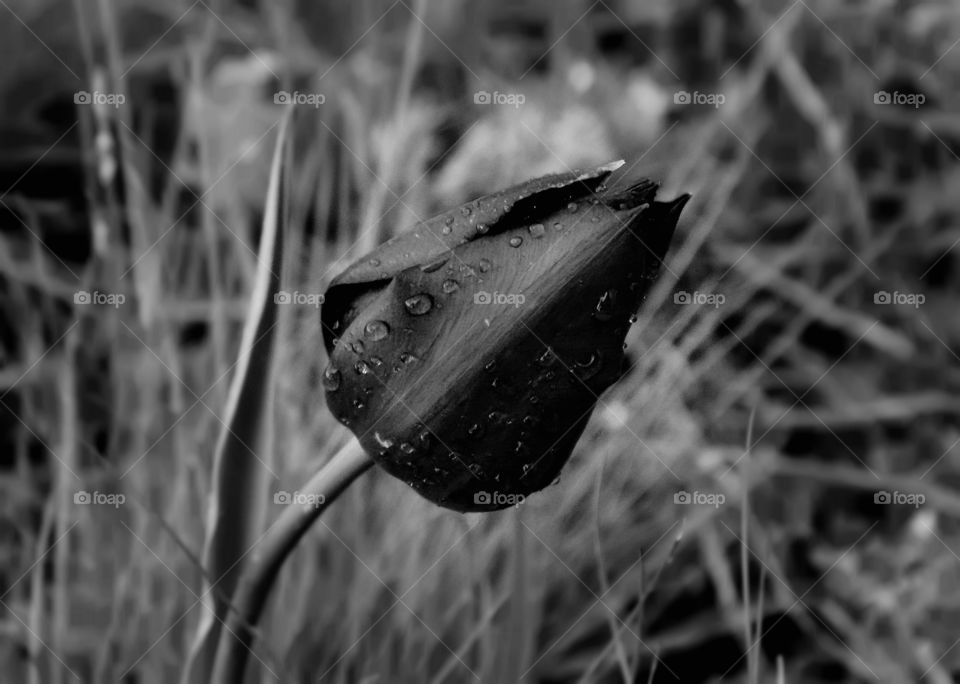 Black tulip