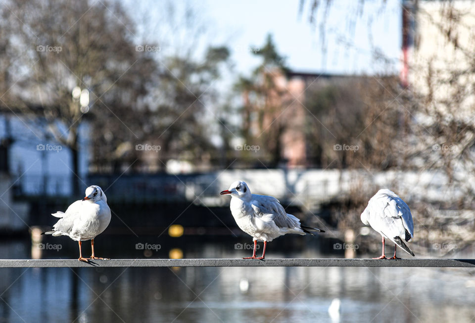 Three white birds
