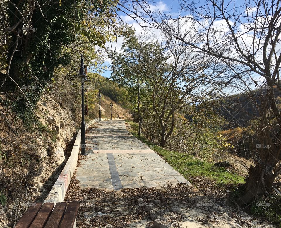 Path under the trees