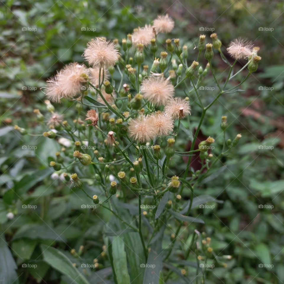 Jelantir is a species of flowering weed plant belonging to the genus Conyza belonging to the Asteraceae tribe