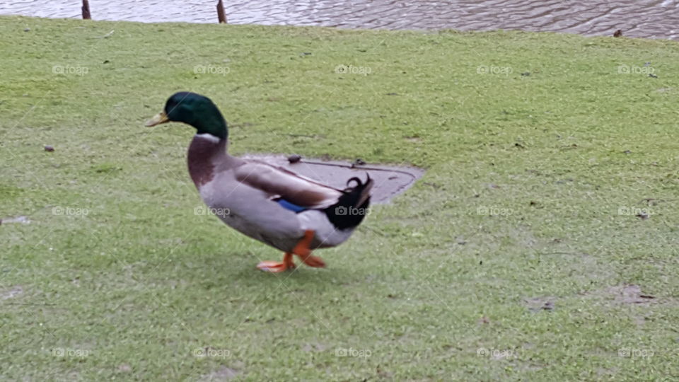 walking duck