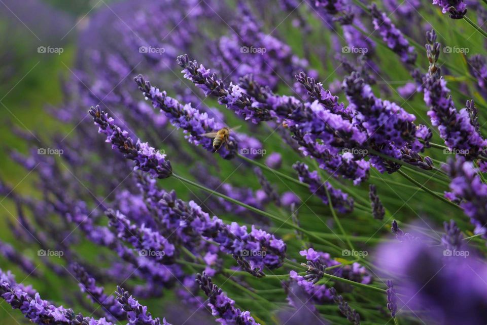 frequent visitor of lavender farm