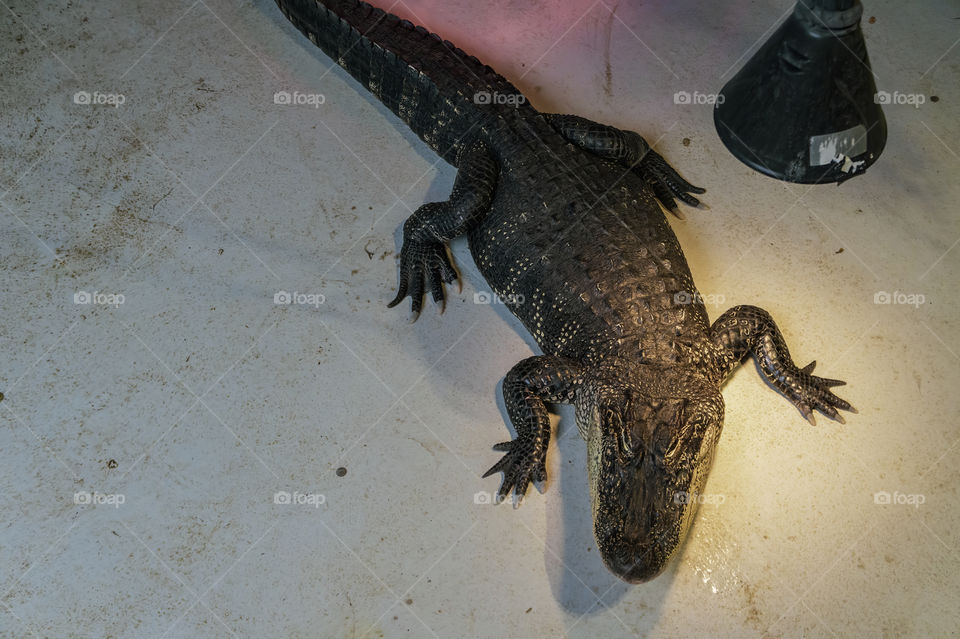 Alligator under a lamp seen from above