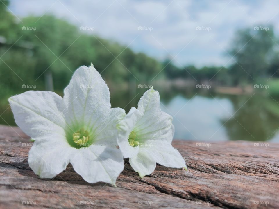 White flowers placed on a wooden table by the water.