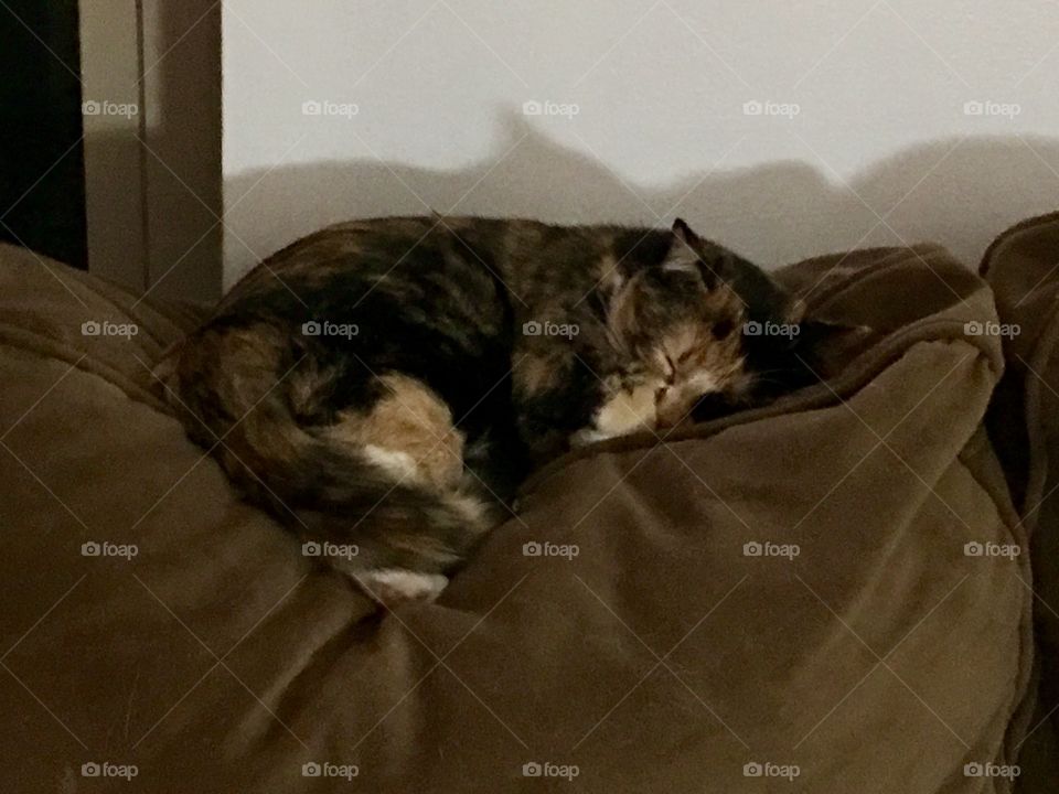 Sleeping  Cat