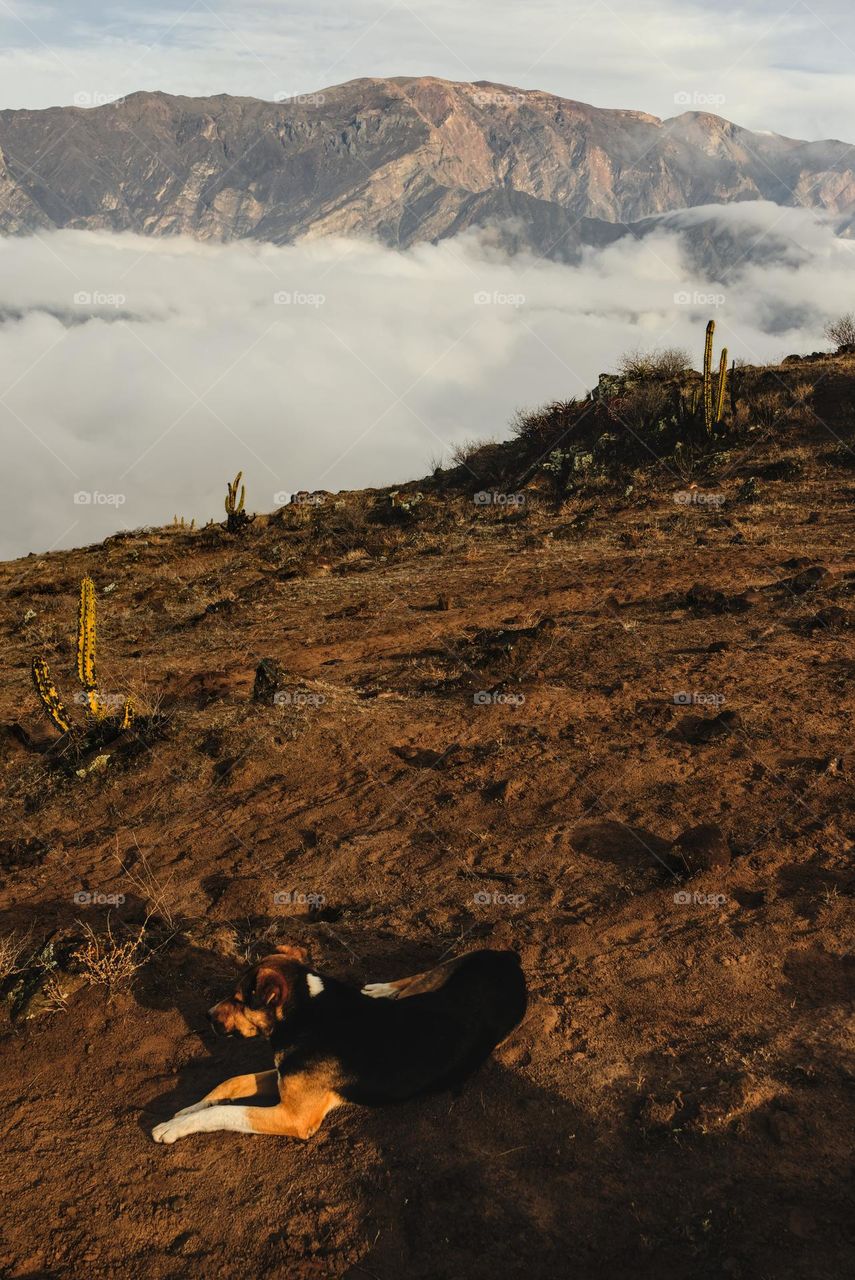 Dog resting on the hill. Dog sleeps in the Andes