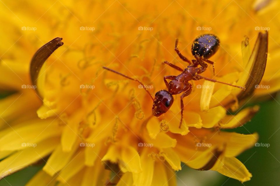 Ant on a dandelion