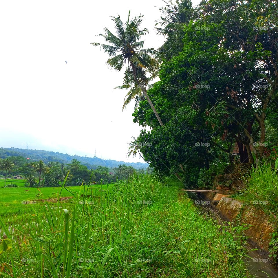 Views of rice fields and green hills