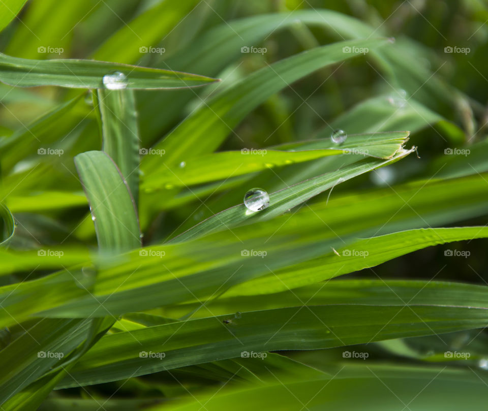 raindrop on leaves