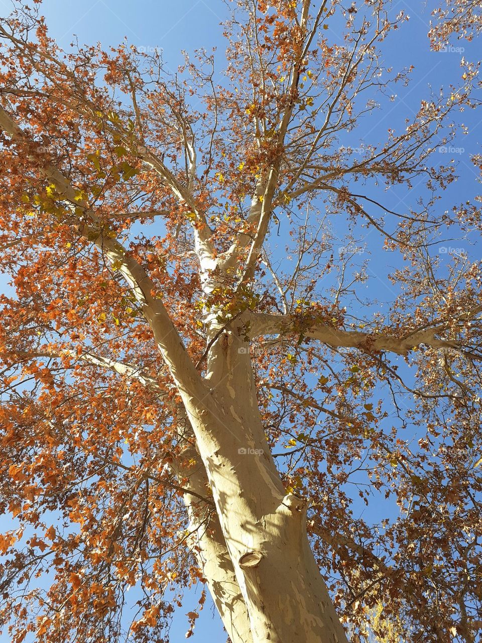 árboles en otoño