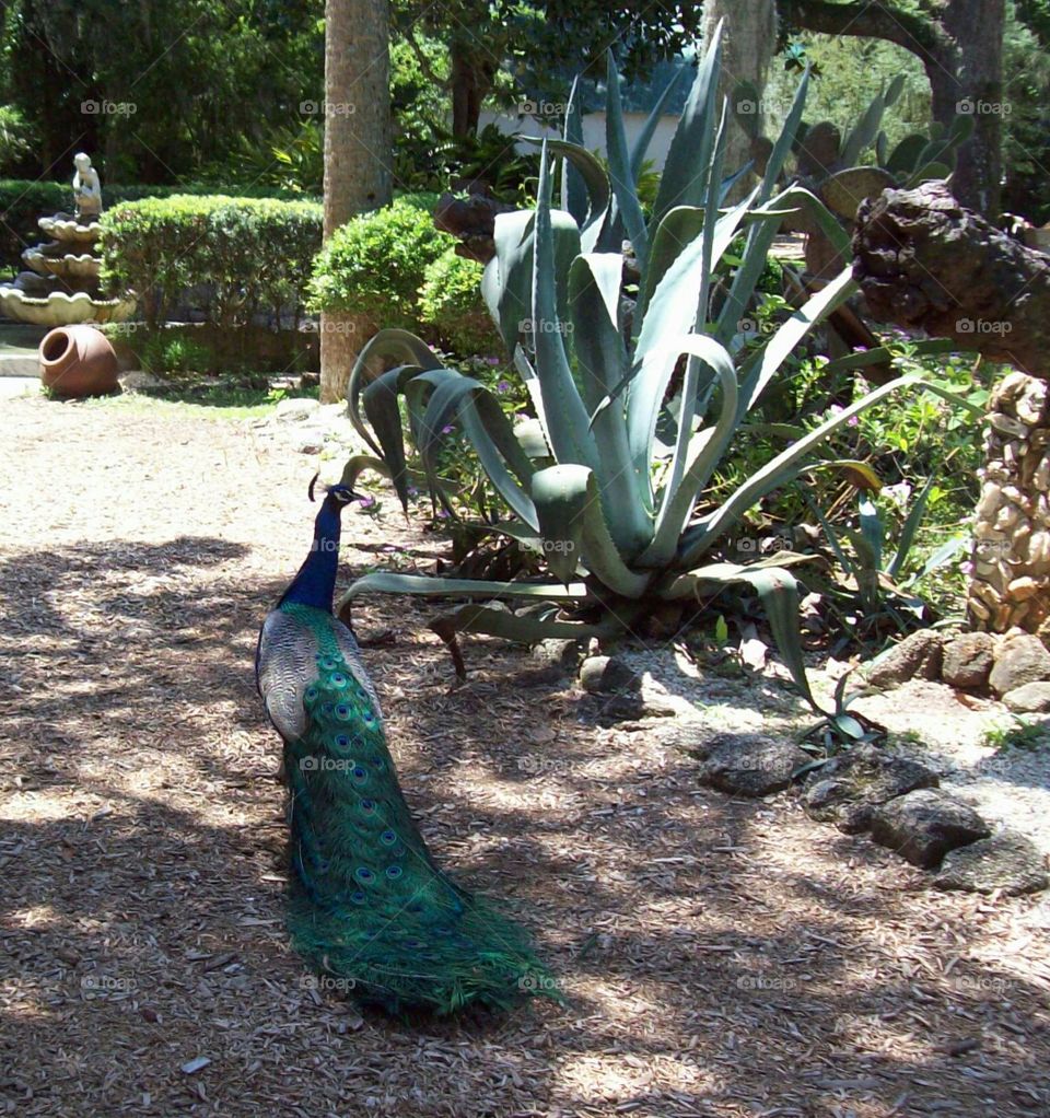 peacock. trip to florida