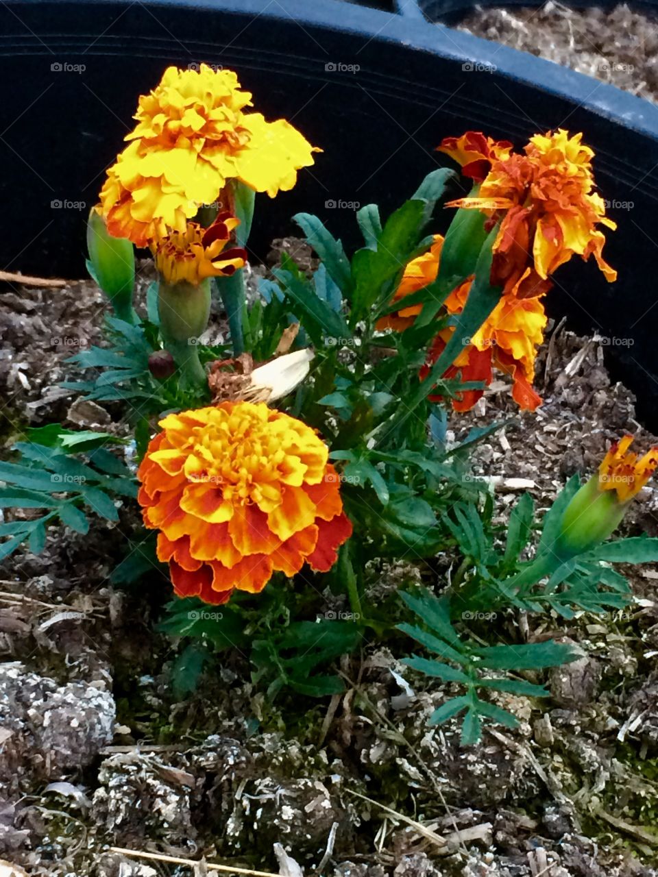 Lonely little orange potted flowers.