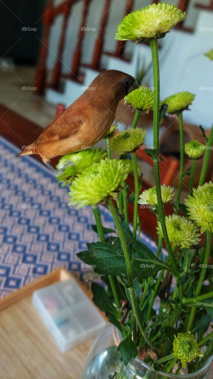 Just want to have Fun.