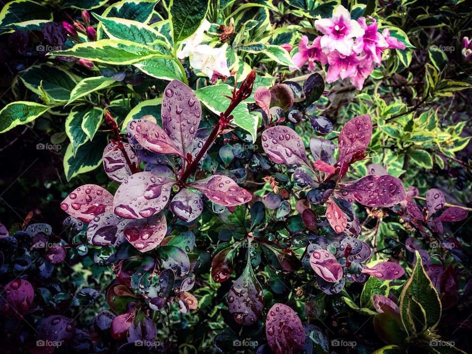 Rain drops on flowers