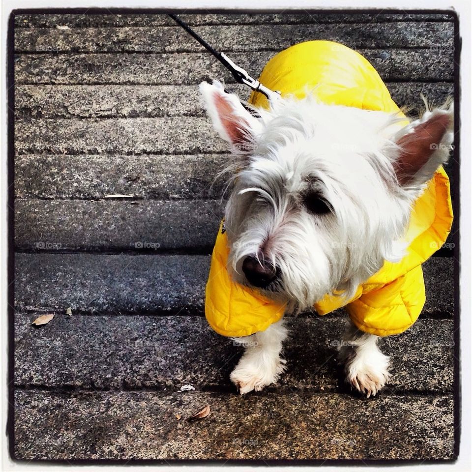 Dog With Yellow Slicker Swagger