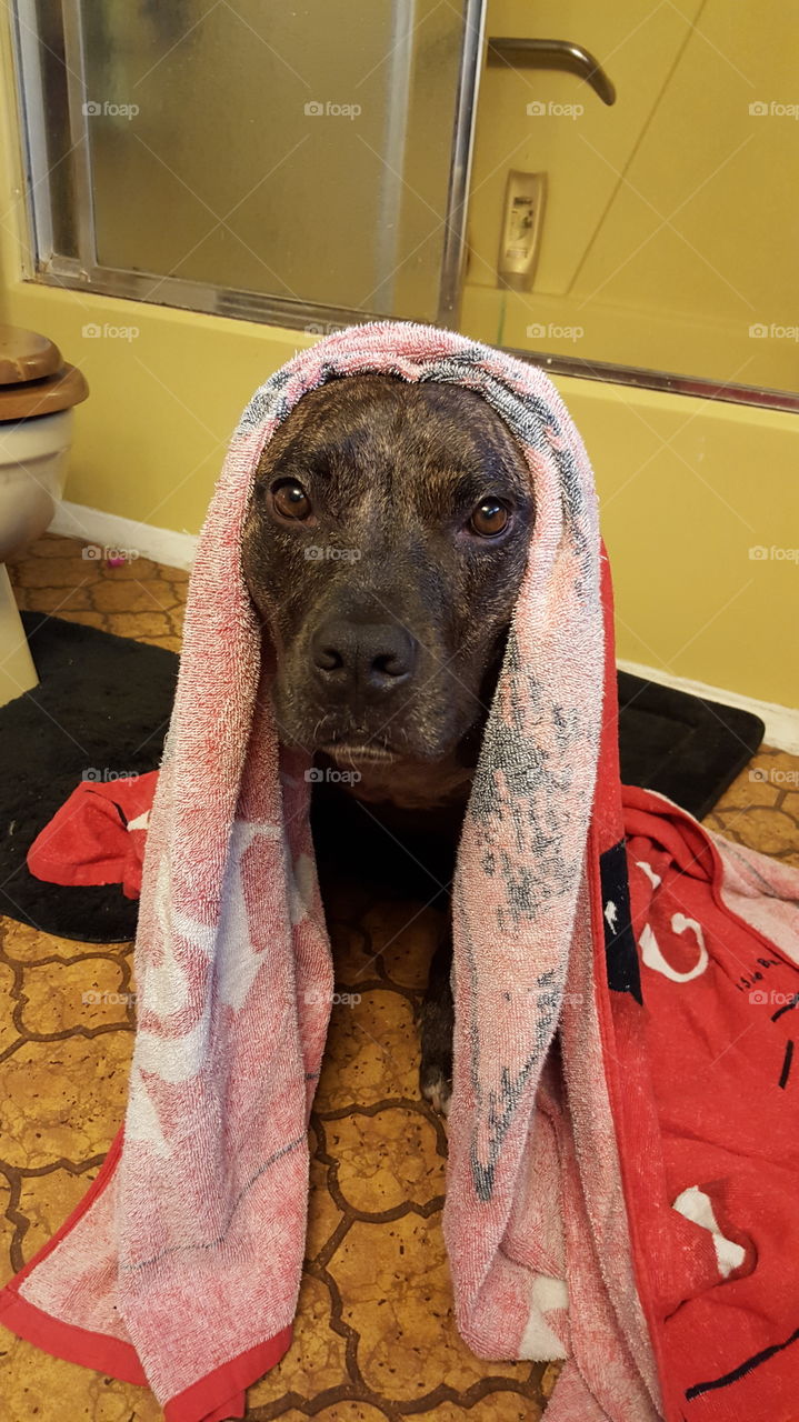 pitbull after her bath