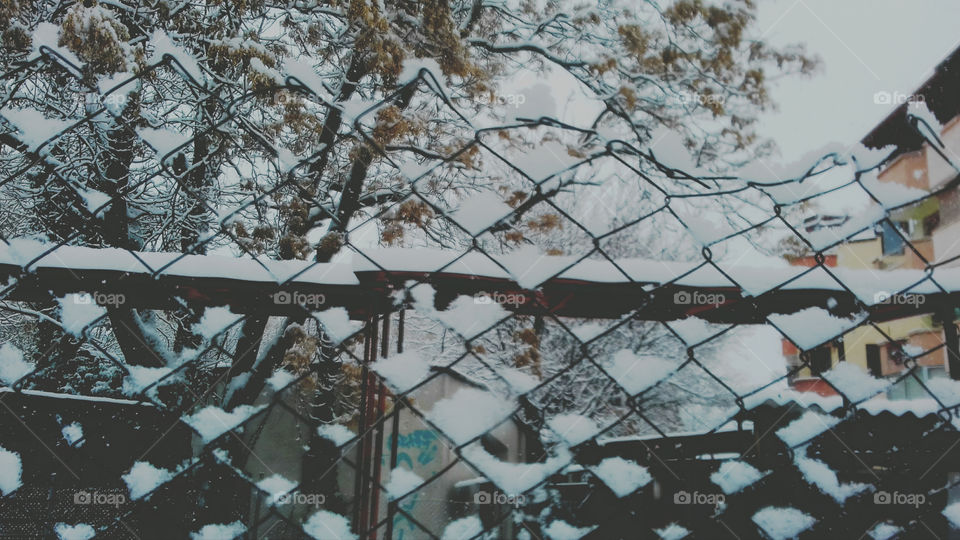 Snowy Fence