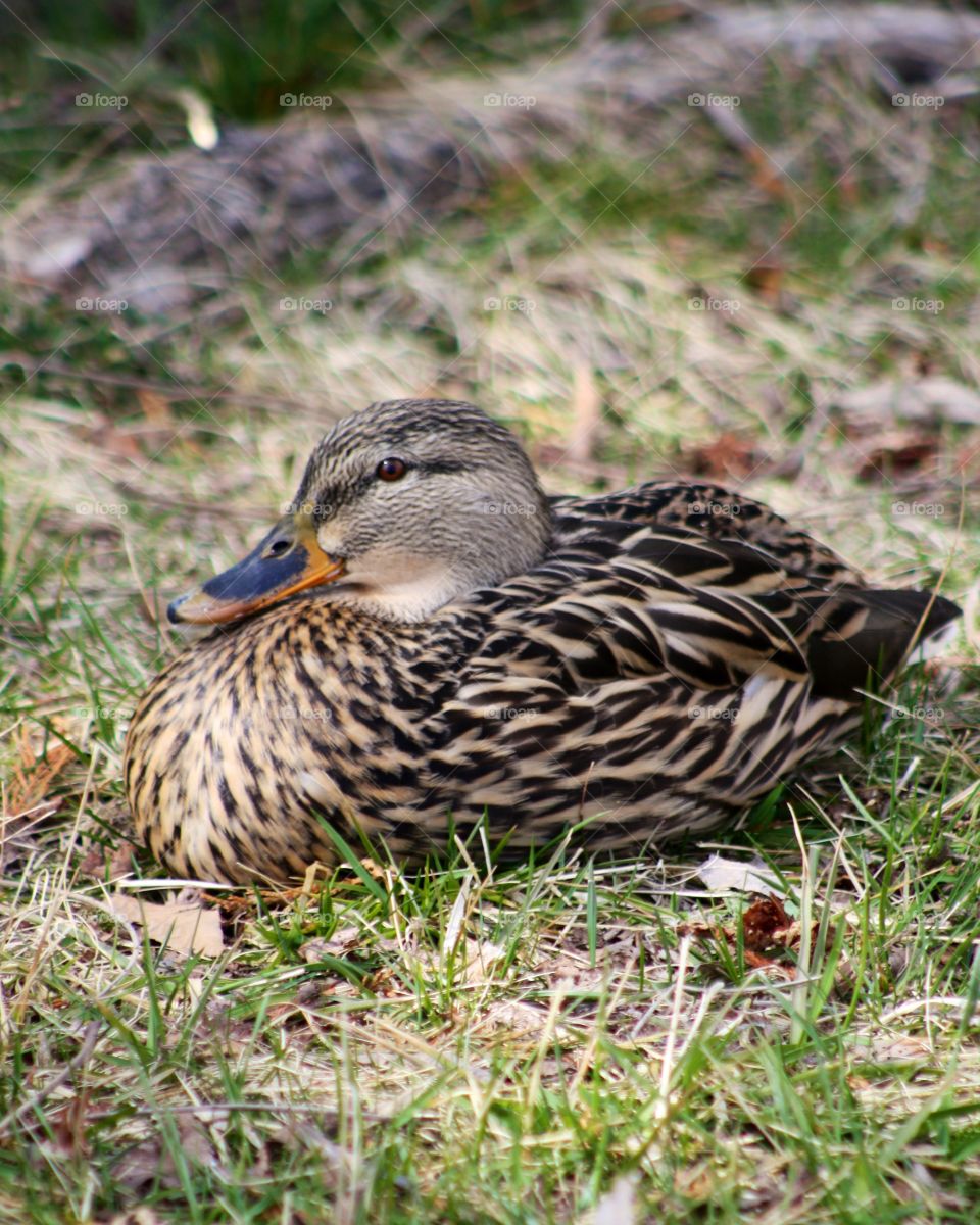 A resting duck at the James Barnette Park