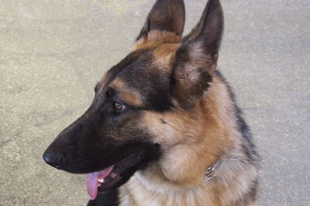 Pretty dog