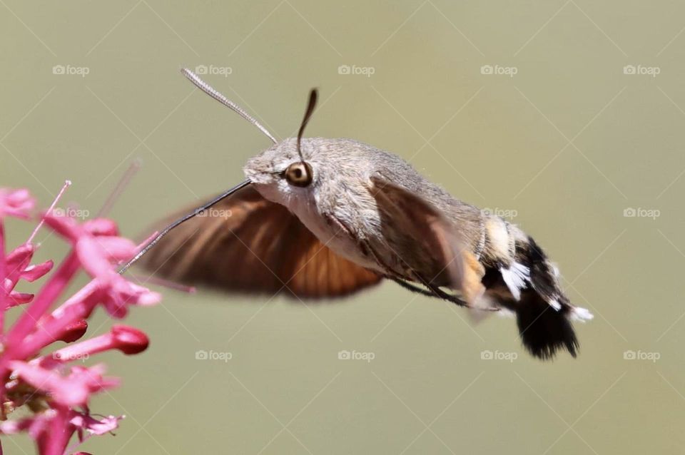 Close up of a hummingbird Hawk moth