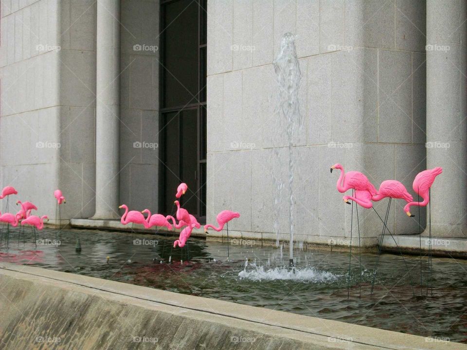 Flamingo