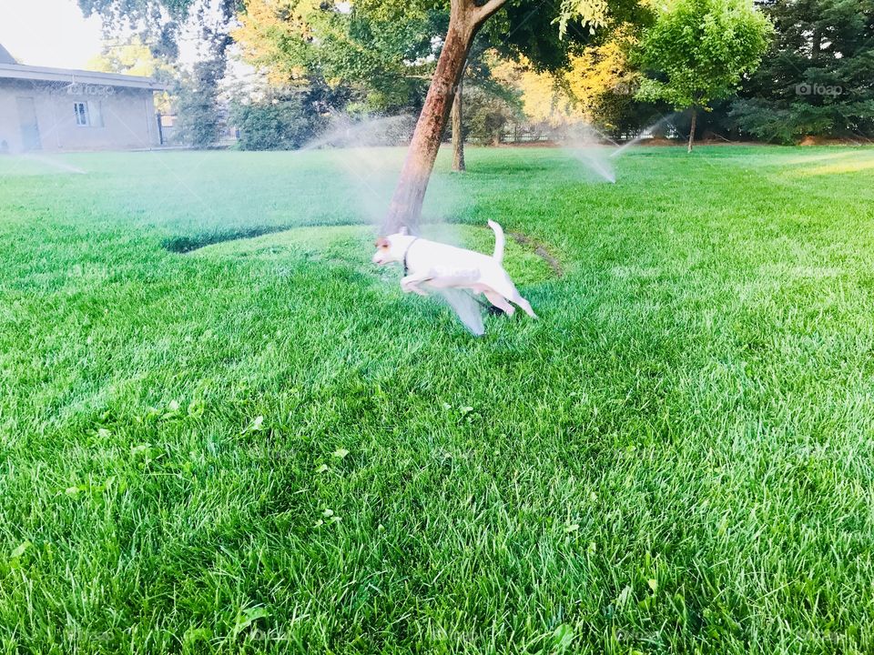 Enjoy the June with the sprinkler on 