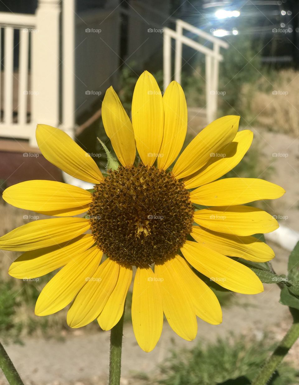 Urban sunflower