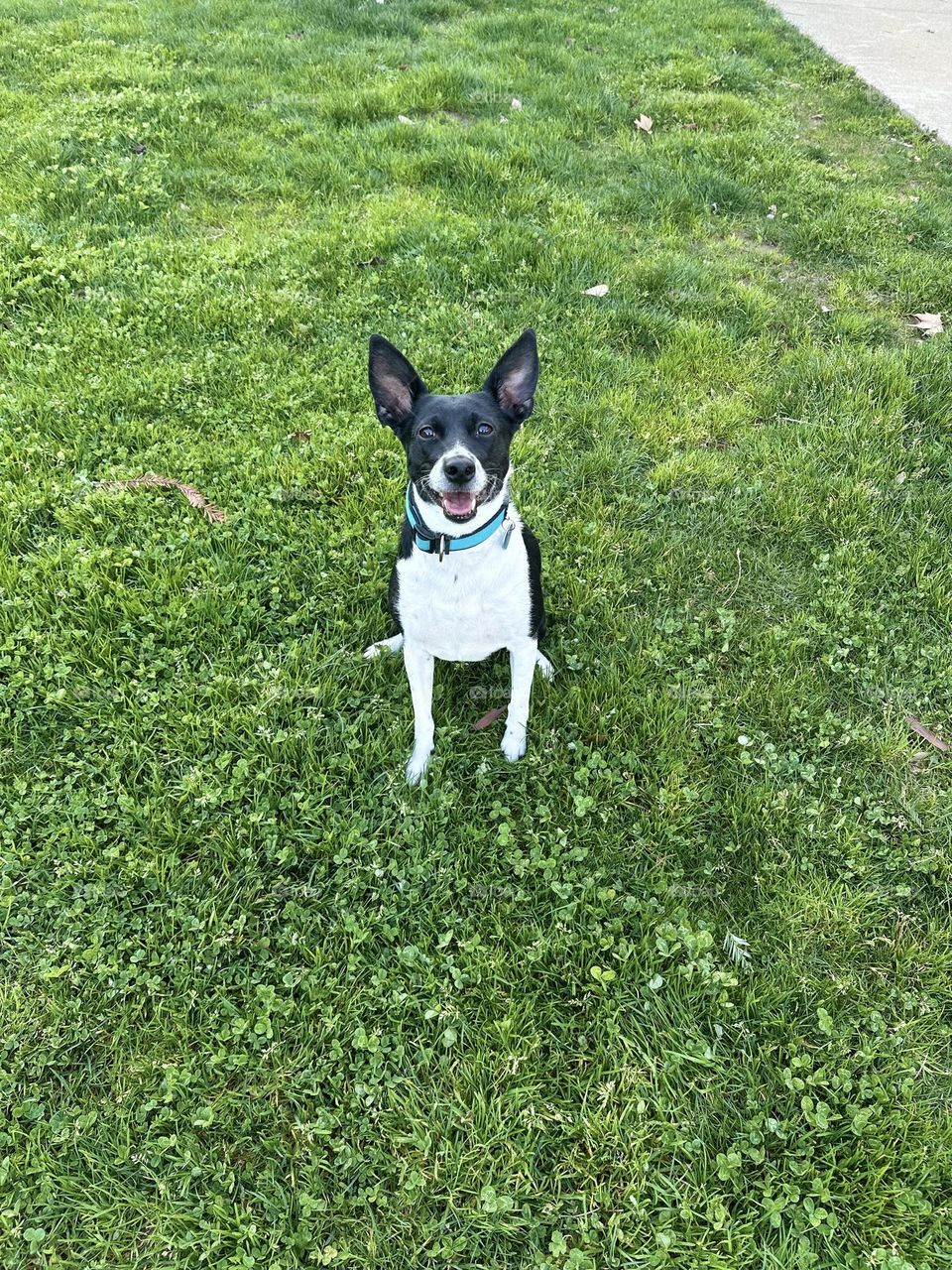 Dog smiling just happy to see her human 