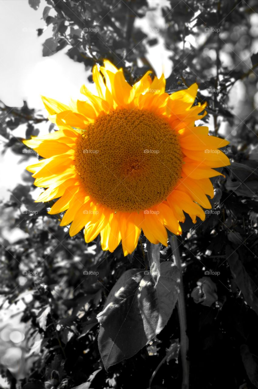 Sunflower
