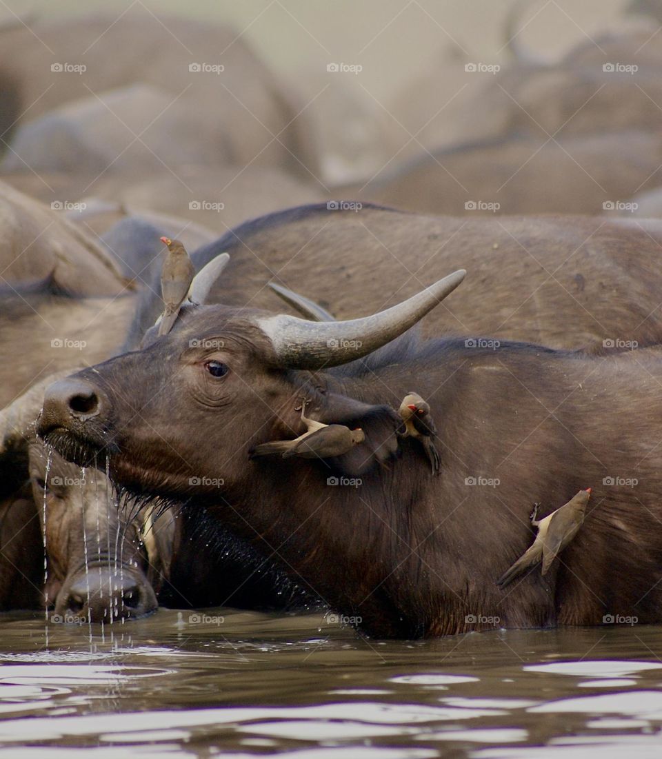 A baby buffalo drinking water at the water hole - “droplets” 