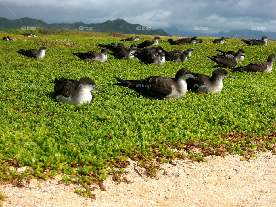 wedge tailed shearwaters. on a small island off oahu