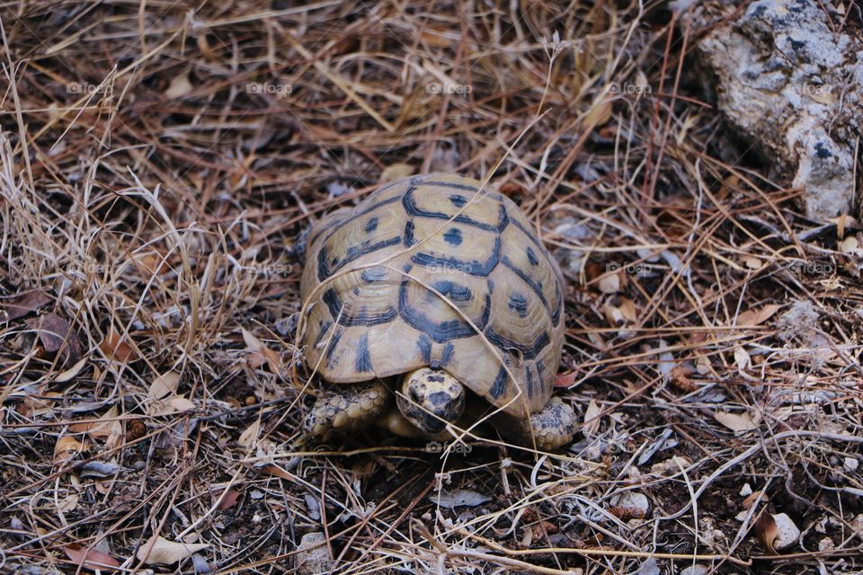 Beautiful turtle make a round at the nature.