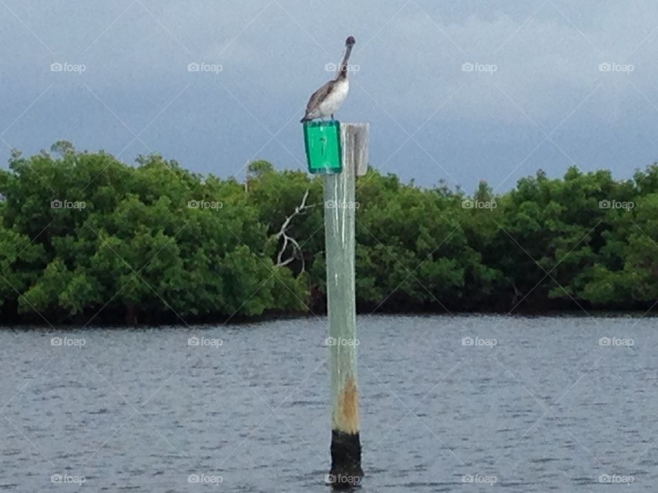 Pelican on a pole marker