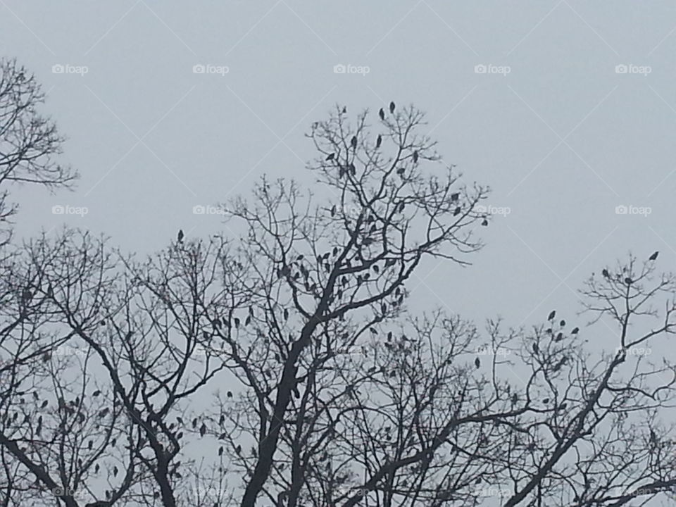 birds on a tree .