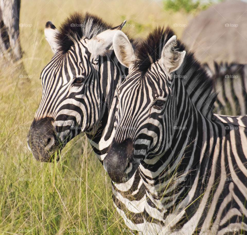 Four eyes are better than two