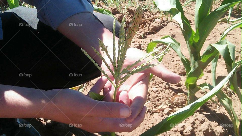 My hand holding a small plant.