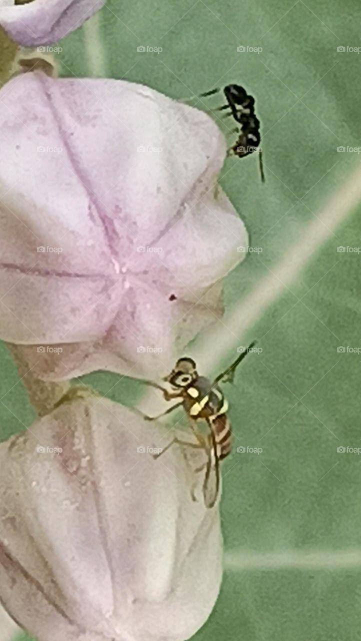 bee and ant talking to each other about lunch
