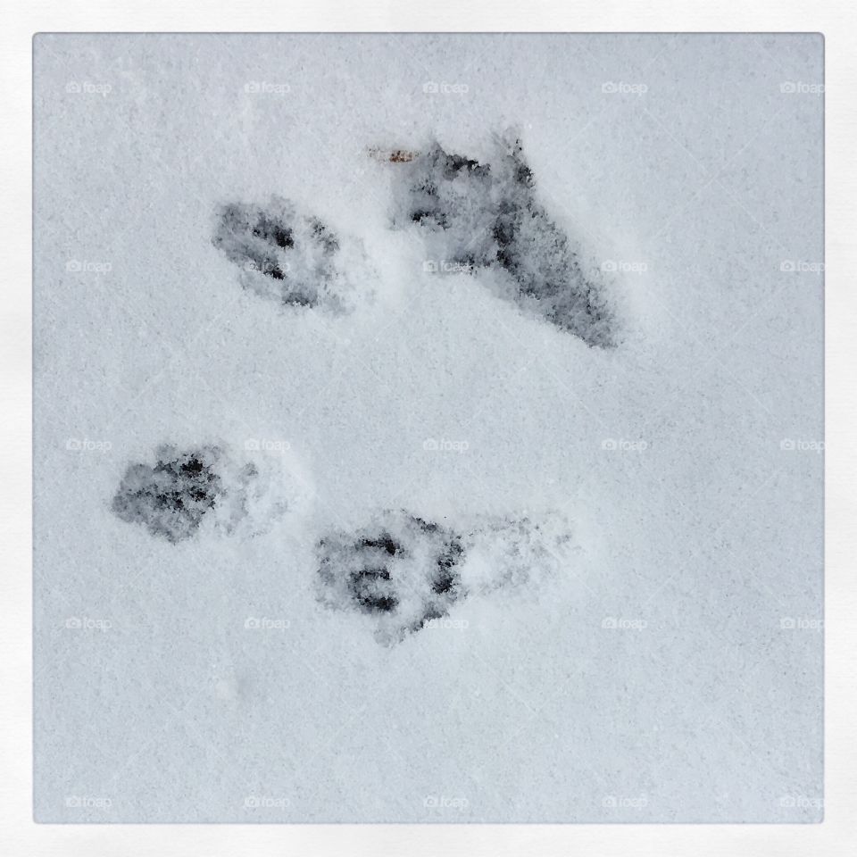 Fresh Squirrel Tracks