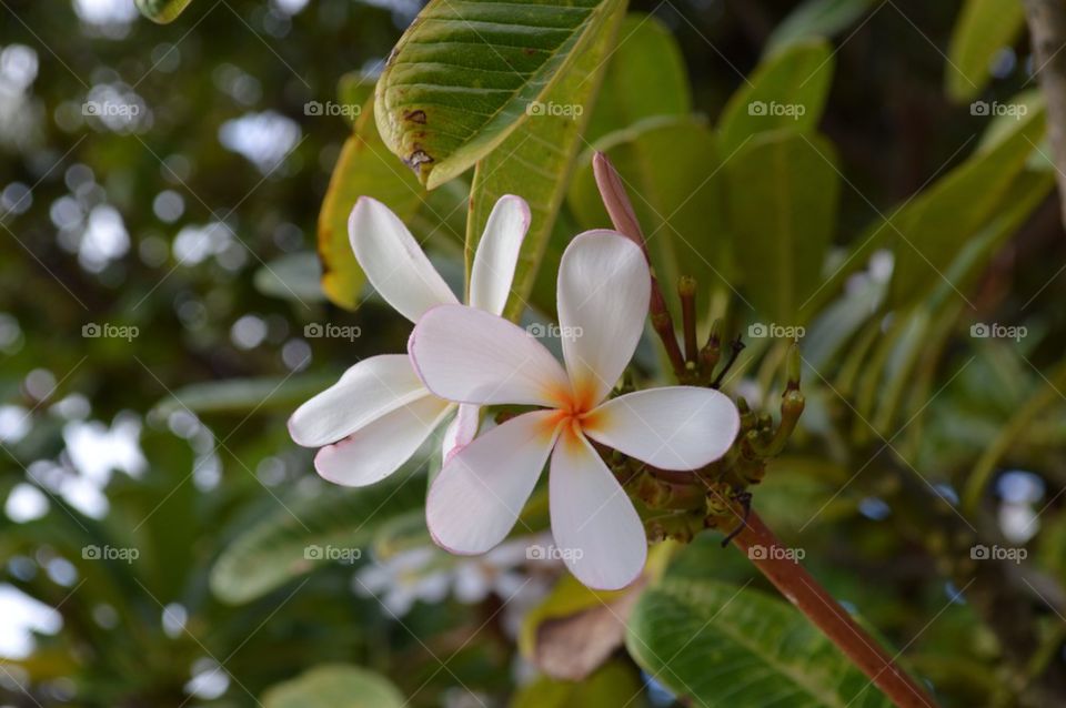 White flower