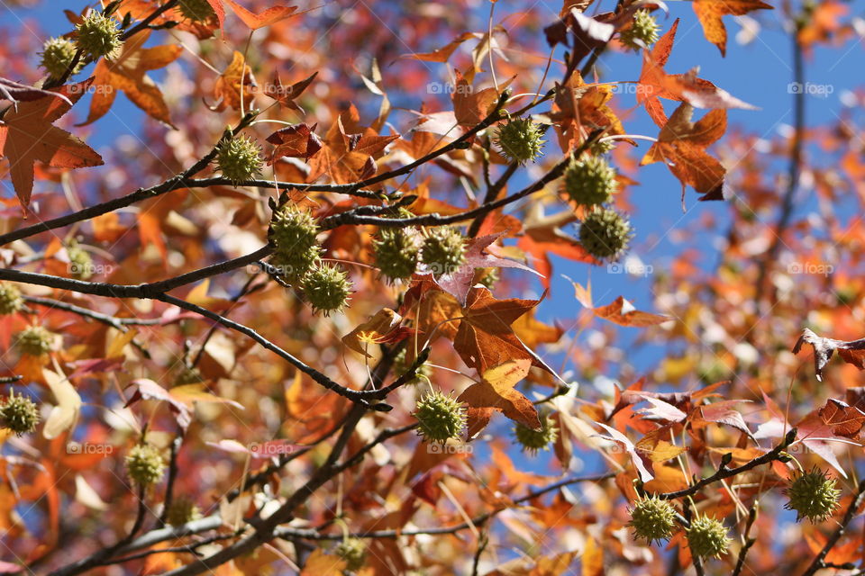 Autumn leaves