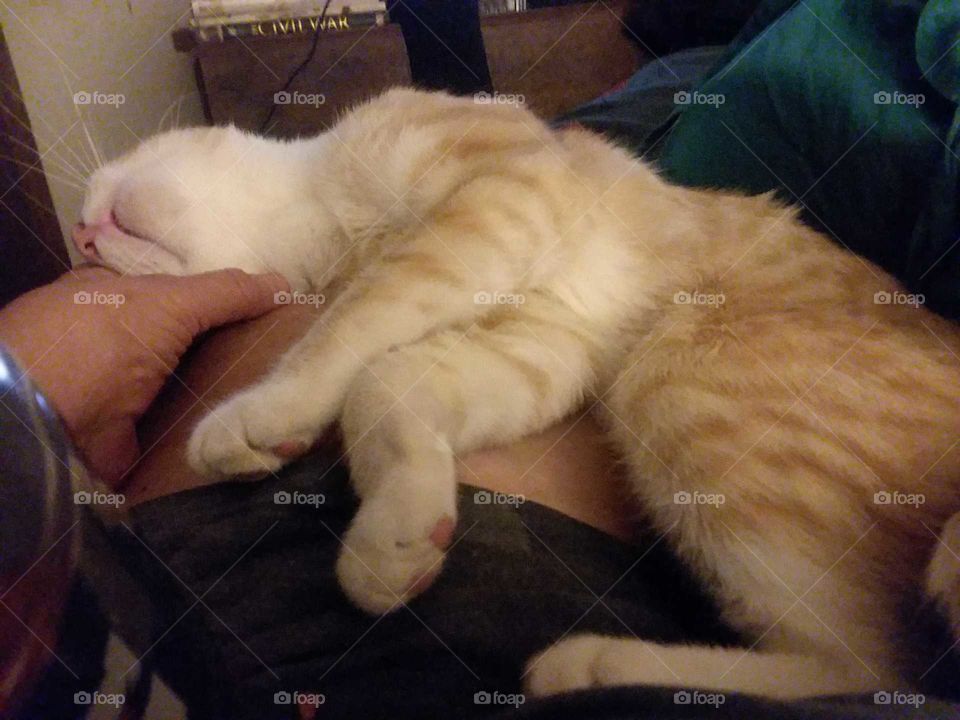 Cat, People, One, Mammal, Pet