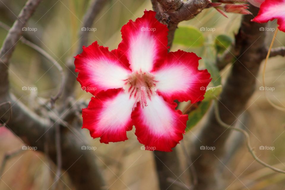 Flower, Nature, No Person, Flora, Leaf