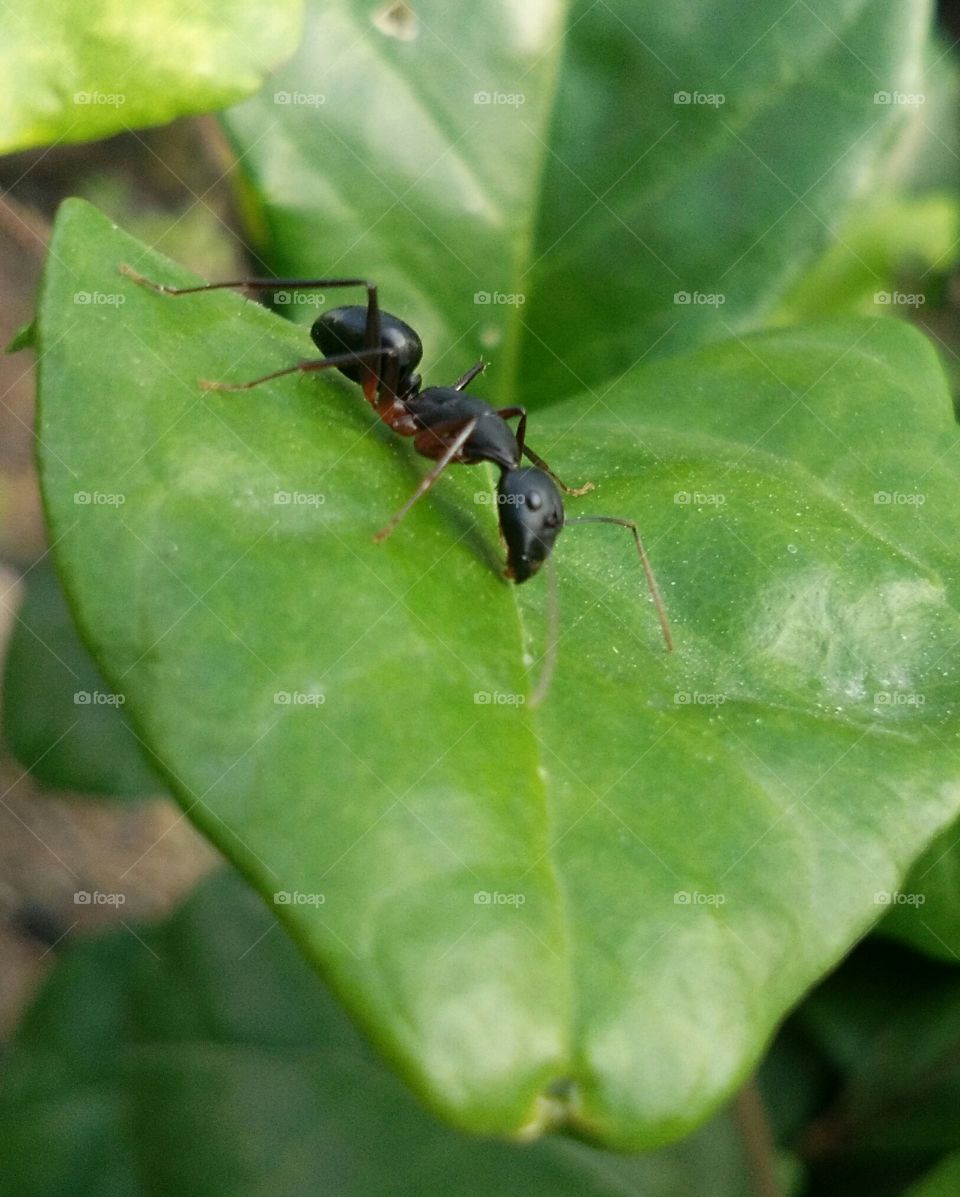 beautiful ant insects
