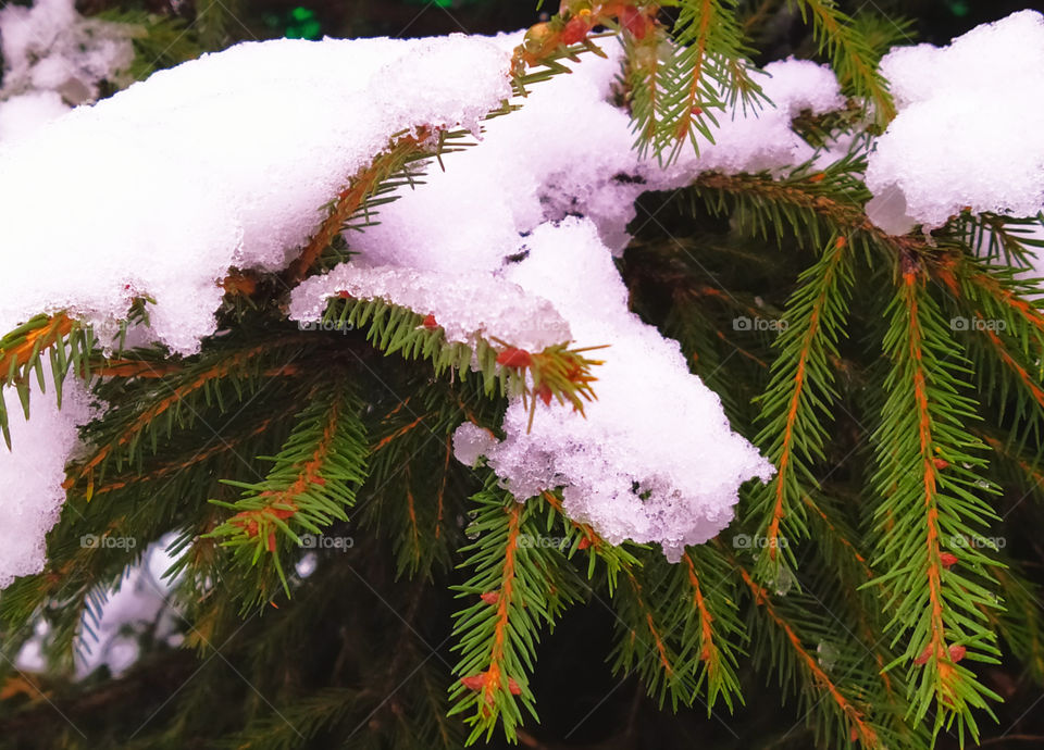 Spruce branches on which the first snow melts
