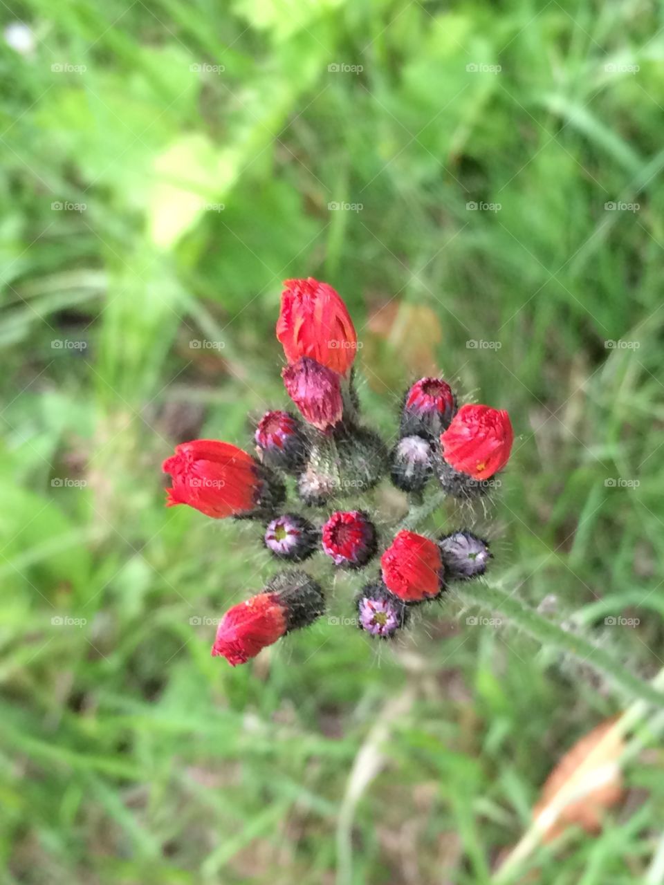 The beauty in flowers
