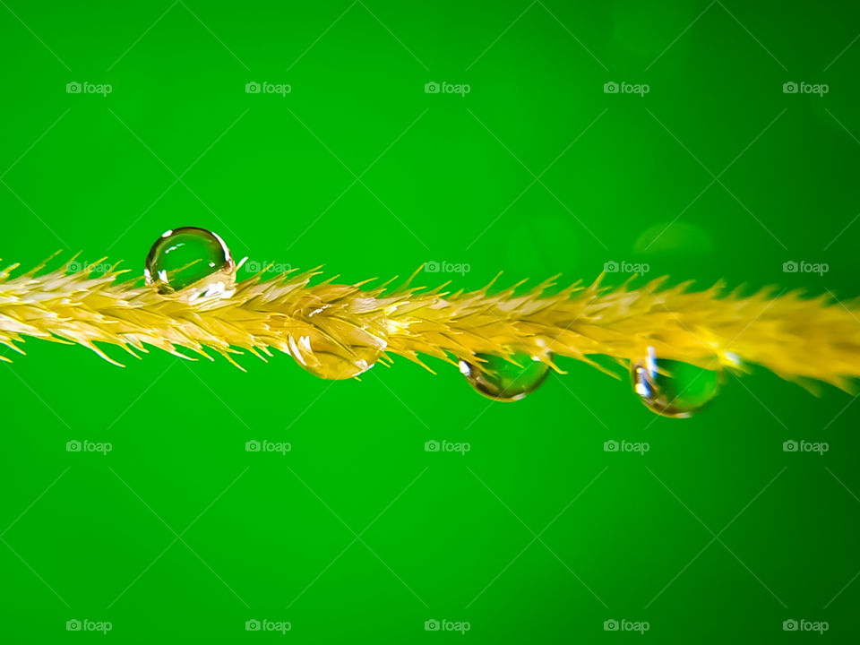 water drops on grass stalk on green background